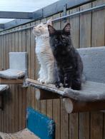 Maine coon kittens met stamboom, Dieren en Toebehoren, Katten en Kittens | Raskatten | Langhaar, Meerdere dieren, Met stamboom
