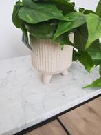 Leuke plant, Ophalen of Verzenden, Zo goed als nieuw