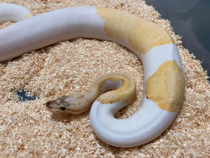 0.1 Ivory Pied ball python regius te koop