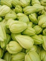 Biologische Chayote, Ophalen, Volle zon