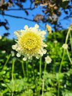 Zaden Cephalaria gigantea, Verzenden, Volle zon