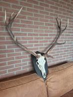 Hertengewei Edelhert Gewei Schedel, Ophalen, Zo goed als nieuw, Hert, Schedel