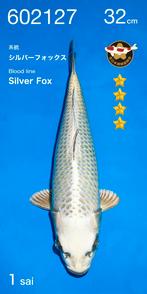 Ogata SilverFox Mukashi Ogon, Karper of Koi