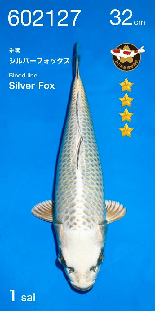 Ogata SilverFox Mukashi Ogon, Dieren en Toebehoren, Vissen | Vijvervissen, Karper of Koi