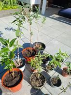 Vlinderstruiken, Ophalen, Zomer, Volle zon