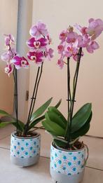 Orchidee 2x met gratis buitenpot, Huis en Inrichting, Kamerplanten, Ophalen, Halfschaduw, Minder dan 100 cm