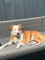 Buddy zoekt een goed huisje!, Particulier, Rabiës (hondsdolheid), Reu, Buitenland
