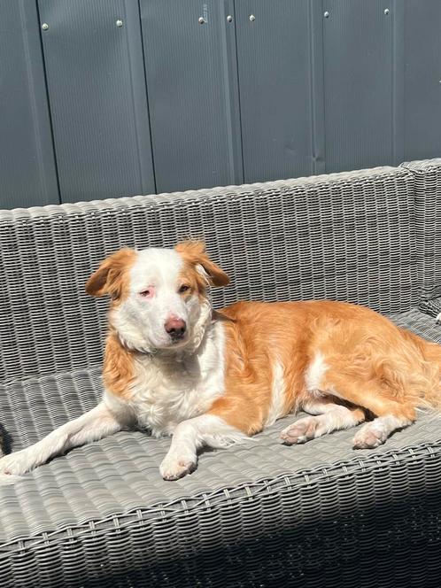 Buddy zoekt een goed huisje!, Dieren en Toebehoren, Honden | Niet-rashonden, Reu, Particulier, Eén hond, Buitenland, 3 tot 5 jaar