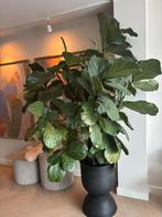 Ficus Lyrata in Ferm Living Pot - 220 cm, Huis en Inrichting, Ficus, 200 cm of meer, In pot, Groene kamerplant