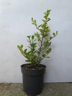 Ilex crenata Caroline upright, Tuin en Terras, Planten | Struiken en Hagen, Ophalen of Verzenden, Overige soorten, Haag, Minder dan 100 cm