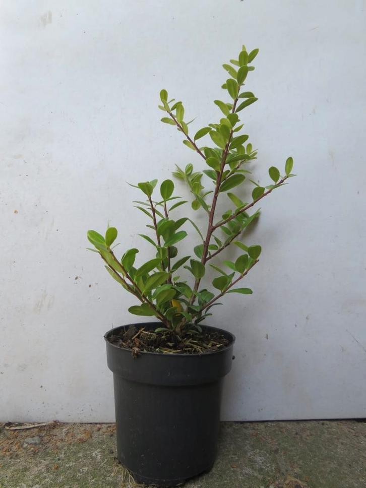 Ilex crenata Caroline upright, Tuin en Terras, Planten | Struiken en Hagen, Haag, Overige soorten, Minder dan 100 cm, Ophalen of Verzenden