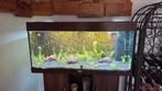 Juwel 180l, netjes + nieuwe verlichting + nieuwe CO2 inst., Dieren en Toebehoren, Vissen | Aquaria en Toebehoren, Ophalen, Zo goed als nieuw