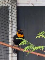 Vlammenwever wever man, Dieren en Toebehoren, Mannelijk, Tropenvogel