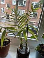 Plant, Huis en Inrichting, Kamerplanten, Ophalen of Verzenden, Overige soorten