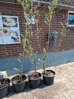 Jonge wilgenboompjes in pot - Knotwilg, Tuin en Terras, Overige soorten, Lente, 250 tot 400 cm, Ophalen