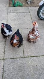 Cochin kriel kuikentjes - hanen, Dieren en Toebehoren, Mannelijk, Kip