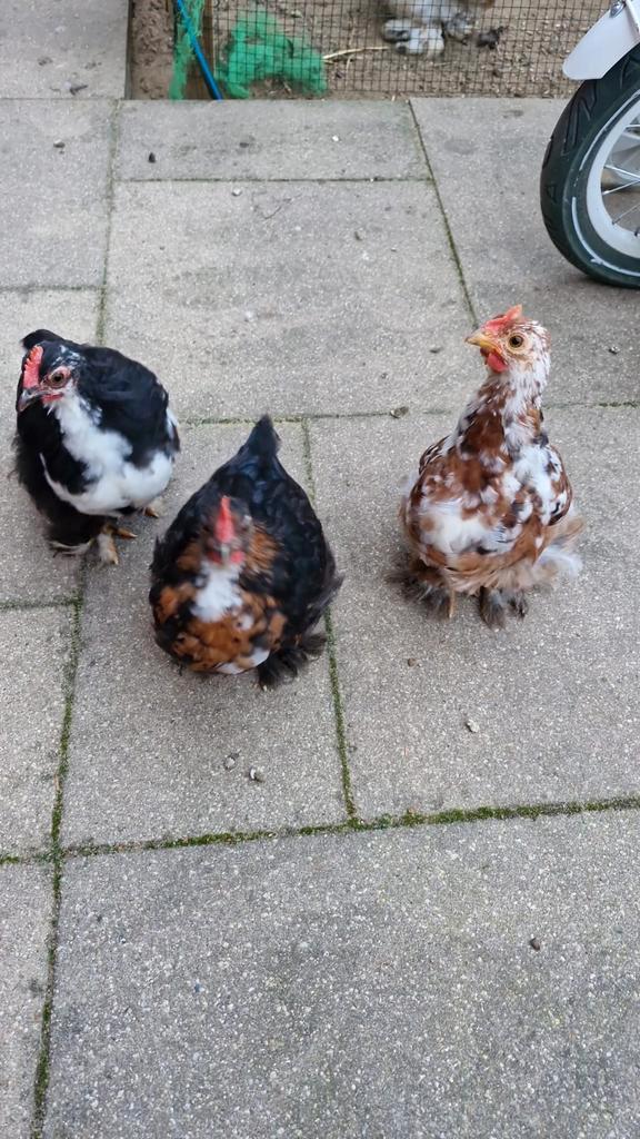 Cochin kriel kuikentjes - hanen, Dieren en Toebehoren, Pluimvee, Kip, Mannelijk