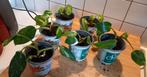 Philodendron White Princess Stekken., Ophalen of Verzenden, Halfschaduw, Minder dan 100 cm