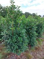 Portugese Laurier, Ophalen, Laurier, 100 tot 250 cm
