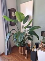 strelizia, Huis en Inrichting, Kamerplanten, Groene kamerplant, Ophalen, Halfschaduw, 150 tot 200 cm
