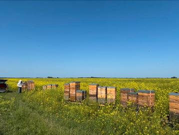 Honing in emmers, van de imker, linde, zomer beschikbaar voor biedingen