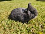 Blauwe kleurdwerg rammen, Dieren en Toebehoren, Mannelijk, Dwerg, 0 tot 2 jaar