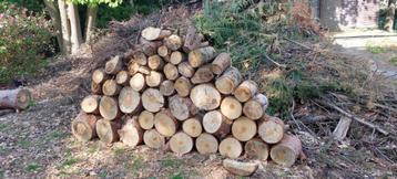 Te Koop boomstam t.b.v. Decoratie, Bijzettafel, Kruk, etc... beschikbaar voor biedingen