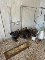 Jonge Brahma Groot Meerzomig patrijs haantjes van 2 maanden, Dieren en Toebehoren, Pluimvee, Mannelijk, Kip