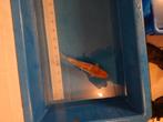Koi karper, Dieren en Toebehoren, Vissen | Vijvervissen, Karper of Koi