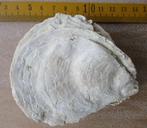 Grote fossiele oester Ostrea edulis, Marokko, Plioceen, Verzamelen, Mineralen en Fossielen, Fossiel, Verzenden