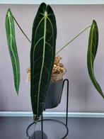 Anthurium Queen Warocqueanum plant, Huis en Inrichting, Kamerplanten, Overige soorten, Ophalen of Verzenden, Halfschaduw