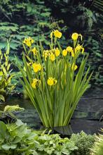 Waterzuiverende LISSEN = IRIS PSEUDACORUS, Tuin en Terras, Planten | Tuinplanten, Volle zon, Vaste plant, Ophalen of Verzenden