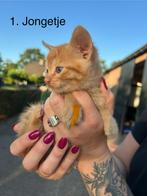 2 prachtige boerderij kittens op zoek naar liefdevol huis!, Dieren en Toebehoren, Katten en Kittens | Overige Katten, Meerdere dieren