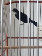 Erstpaapje  twatwa picolet, Mannelijk