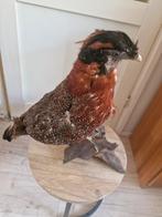 Opgezette Vogel tragopan op Houten Sokkel taxidermie, Ophalen of Verzenden, Gebruikt, Vogel, Opgezet dier