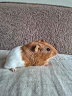 Cavia's (beertjes), Dieren en Toebehoren, Knaagdieren, Cavia, Mannelijk, Tam, September