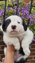 Super mooie border collie pup, Dieren en Toebehoren, Honden | Herdershonden en Veedrijvers, Reu, CDV (hondenziekte), 8 tot 15 weken