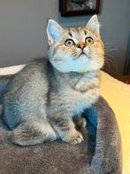 Britse korthaar kittens, mogen direct verhuizen, Dieren en Toebehoren, Katten en Kittens | Overige Katten, Meerdere dieren