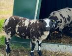 Bonte dek rammen, Dieren en Toebehoren, Schapen, Geiten en Varkens, Mannelijk, Schaap, 0 tot 2 jaar