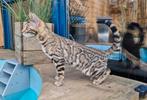 Bengaal poesje stamboom bloedlijn gecontroleerd op ziekten, Dieren en Toebehoren, Poes, Gechipt, 0 tot 2 jaar