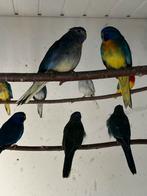 Splendid parkieten, Mannelijk, Parkiet