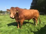 Limousin stier, Dieren en Toebehoren, Runderen, Mannelijk