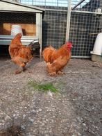 Te koop cochin kriel kippen, Dieren en Toebehoren, Meerdere dieren, Kip