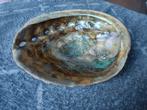 grote abalone schelp, Verzamelen, Mineralen en Fossielen, Ophalen of Verzenden, Schelp(en)