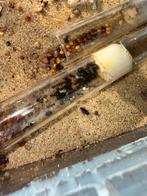 Messor barbarus mieren kolonie tekoop, Dieren en Toebehoren, Insecten en Spinnen, Overige soorten