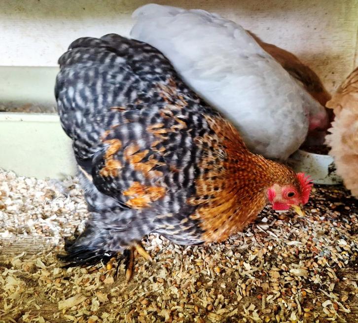 Cochin kriel kippen, Dieren en Toebehoren, Pluimvee, Kip, Meerdere dieren
