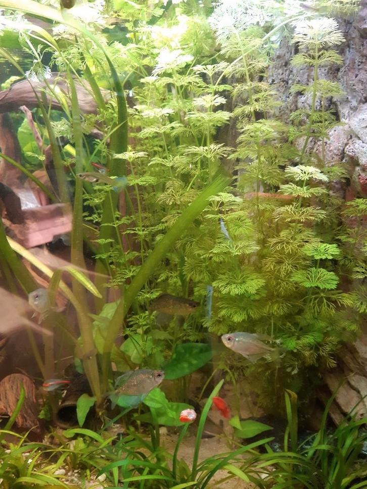 Limnophila sessiliflora, dwerg Ambulia, Dieren en Toebehoren, Vissen | Aquaria en Toebehoren, Plant(en), Steen of Hout, Ophalen of Verzenden