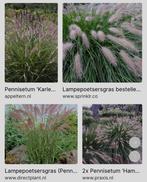 Actie! Lampepoetsersgras pennisetum, Ophalen, Zomer, Volle zon