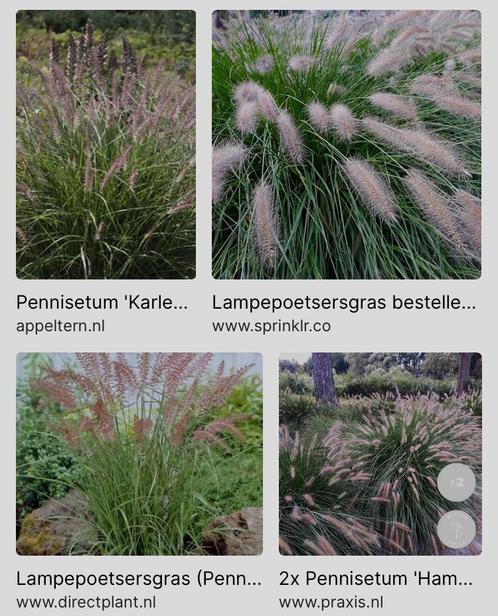 Actie! Lampepoetsersgras pennisetum, Tuin en Terras, Planten | Tuinplanten, Volle zon, Zomer, Ophalen