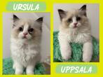 Ragdoll kittens | geteste ouders | stamboom |, Dieren en Toebehoren, Katten en Kittens | Overige Katten, Meerdere dieren, Langharig